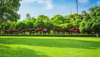 Activity Lawn